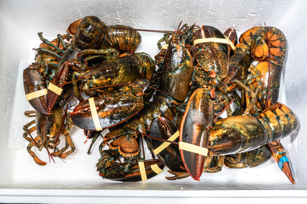 Fresh Langoustines in a glass bowl