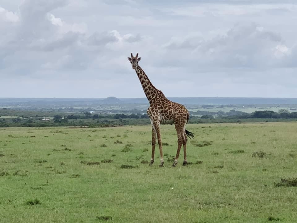 Lone Giraffe in the Masaai Mara