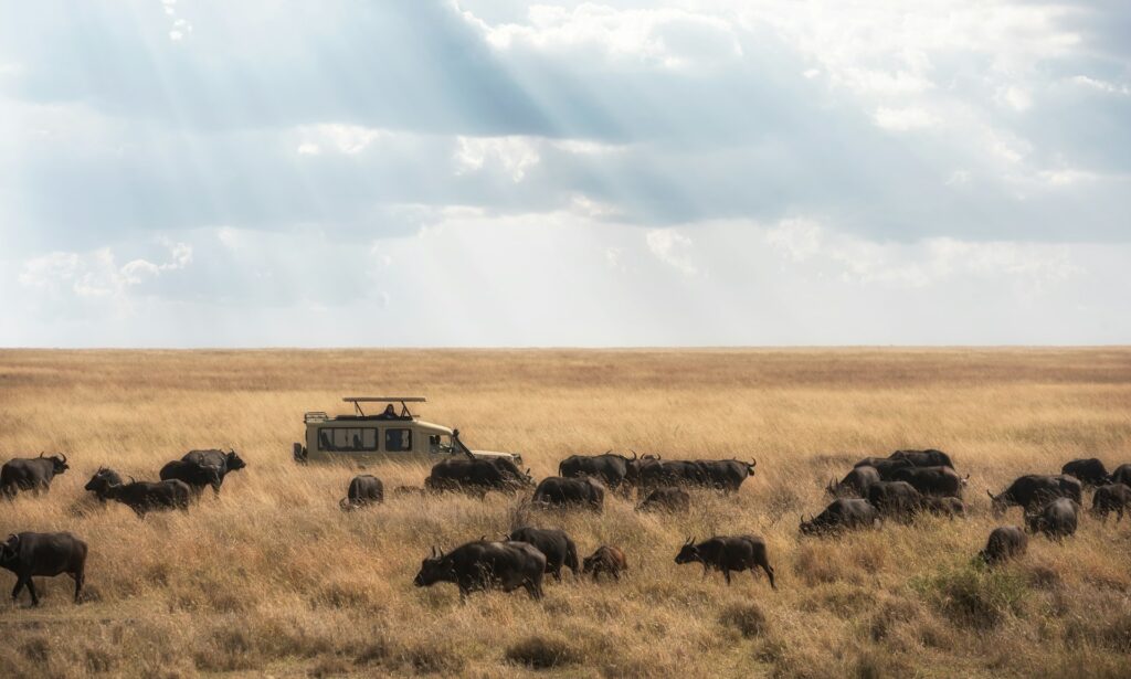 Luxury safari lodge at Singita Grumeti, Tanzania, offering front-row views of the Great Migration for an unforgettable Valentine's Day.