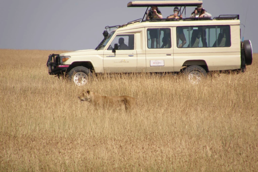 Lion standing in tall grass with a safari vehicle and tourists watching in Kenya.