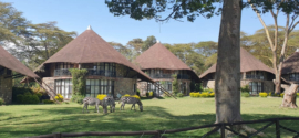 Zebras grazing on grass in front of safari lodge cottages with conical roofs in Kenya.