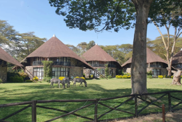 Zebras grazing on grass in front of safari lodge cottages with conical roofs in Kenya.