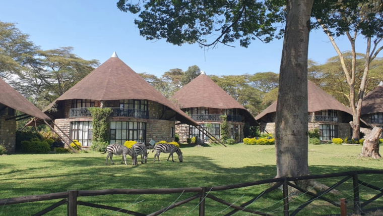 Zebras grazing on grass in front of safari lodge cottages with conical roofs in Kenya.