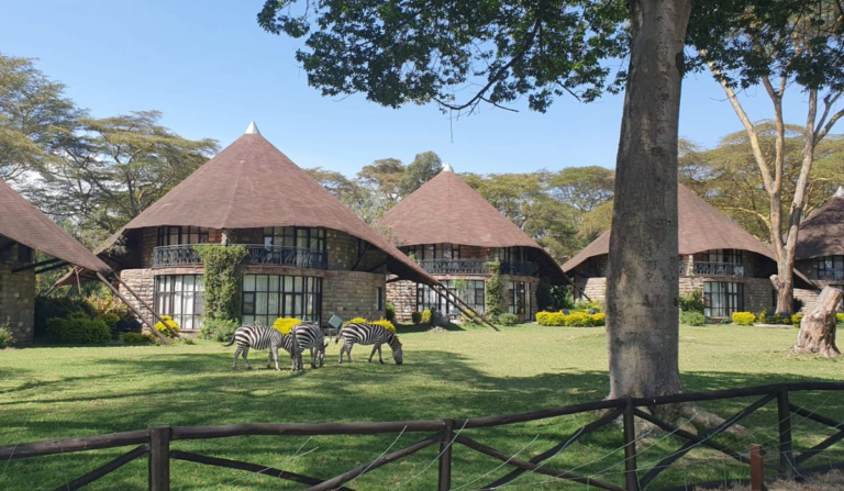 Zebras grazing on grass in front of safari lodge cottages with conical roofs in Kenya.